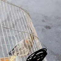 عروس هلندی|پرنده|بندرعباس, |دیوار