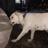 سگ سرابی واگذاری فوری فوری|سگ|اسلام‌شهر, مظفریه|دیوار