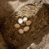 تخم مرغ رسمی ارگانیک