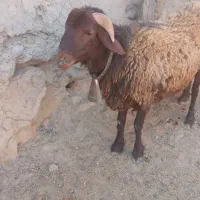 شیشک قوچ هترو