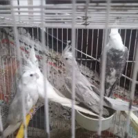 عروس هلندی آلبینو و وایت فیس|پرنده|گرگان, |دیوار