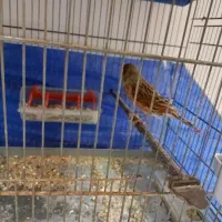 یک عدد قناری ماده دو عدد قناری نر|پرنده|شاهین‌شهر, طالقانی|دیوار