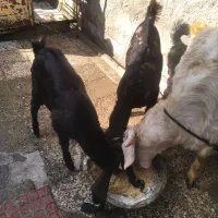 گوسفند فروشی|حیوانات مزرعه|زاهدان, |دیوار