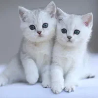 نقل و نبات گربه بریتیش
