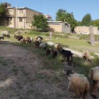 میش بره دار  با شماره رو عکس تماس بگیرید