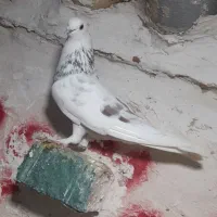 کفتر پرشی غریب گیری|پرنده|اسلامشهر, شهرک امام حسین (میان آباد)|دیوار