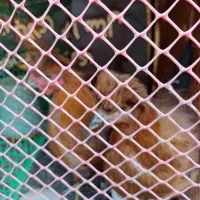 مرغ مرندی کاکلی