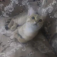 واگذاری گربه