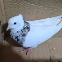 طوق هفت رنگ|پرنده|جم, |دیوار