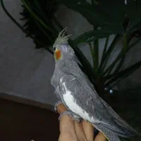 جوجه عروس هلندی|پرنده|اهواز, منبع اب|دیوار