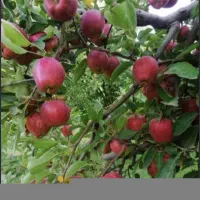 سیب درختی تنی