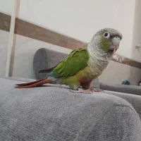 طوطی گرینچیگ