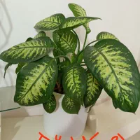 گلای طبیعی خوشگل