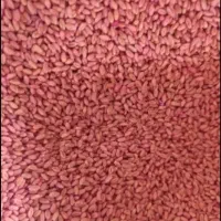 گندم بوجاری شده ۴ کیسه