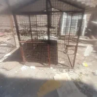 قفس سگ|لوازم جانبی حیوانات|مشگین شهر, |دیوار