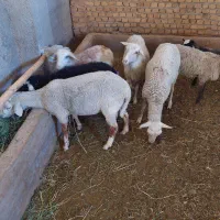 بره نر لاکن رومانف