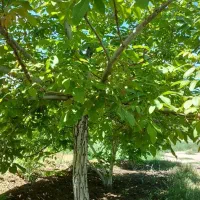 باغچه بادرختان الوان|فروش زمین و ملک کلنگی|انزل, |دیوار