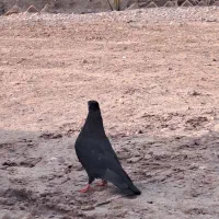 زاغ نر|پرنده|عنبرآباد, |دیوار