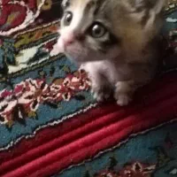 گربه خونگی