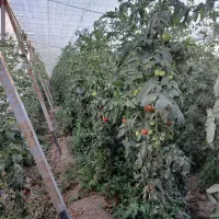 گلخانه با درآمد خوب/زیر قیمت به علت مهاجرت|فروش دفتر صنعتی، کشاورزی، تجاری|شهریار, رضی آباد بالا|دیوار