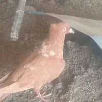 زرد خطی|پرنده|فریمان, |دیوار