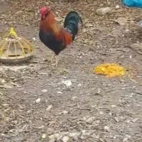 خروس|حیوانات مزرعه|کردکوی, |دیوار