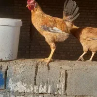 مرغ خروس عربی