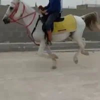 فروش اسب نریون نژاد ترک