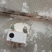 تعدادی مرغ عشق|پرنده|میناب, |دیوار