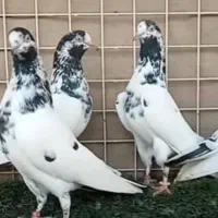 کبوتر گرو۱۵ساعت ضمانتی تیدی پتی والا