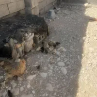 فروش دوعددمرغ باجوجه|حیوانات مزرعه|لنده, |دیوار