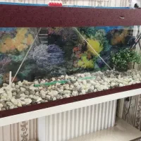 اکواریوم|ماهی|قزوین, |دیوار