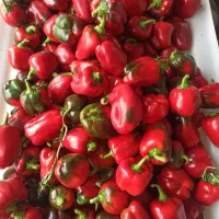 فلفل دلمه درجه ۲