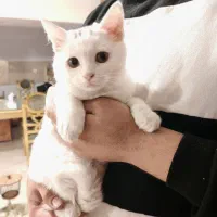 گربه میکس اسکاتیش و پرشین|گربه|نیشابور, بنیاد شهید|دیوار