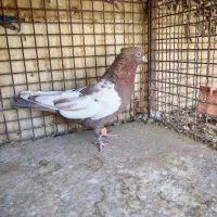 سبز هل پاپر و سینه تافته ای