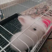 خرگوش لوپ|موش و خرگوش|اردبیل, |دیوار