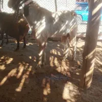 توشتیر سرحال قبراق