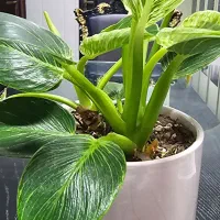 واگذاری-اتاق-نگهبانی-جهت-سکونت-یک-نفر