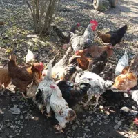 مرغ وخروس اصل طبیعی|حیوانات مزرعه|آستارا, |دیوار