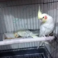 یک جفت عروس هلندی نروماده مولد|پرنده|رباطکریم, نصیرشهر|دیوار