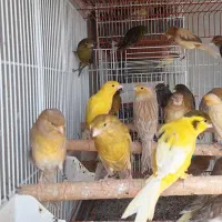 قناری نروماده پرستار|پرنده|اندیشه, اندیشه فاز ۱|دیوار