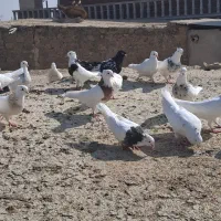 کبوتر طوقی|پرنده|مسجد سلیمان, |دیوار