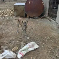 سگ.|سگ|قوچان, |دیوار