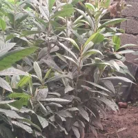 نهال گلدانی|خدمات باغبانی و درختکاری|دلند, |دیوار