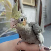 عروس هلندی|پرنده|اهواز, کوی باهنر|دیوار