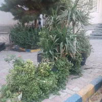 گلدان  و انواع گل با  قیمت نازل همش ۹۹۰۰