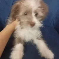 توله شیتزو ماده