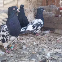 کبوتر کله ای درسوسنگرد.|پرنده|اهواز, منازل کارون|دیوار