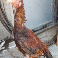 جوجه خروس لاری