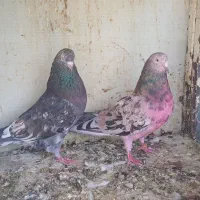 کبوتر پرشی